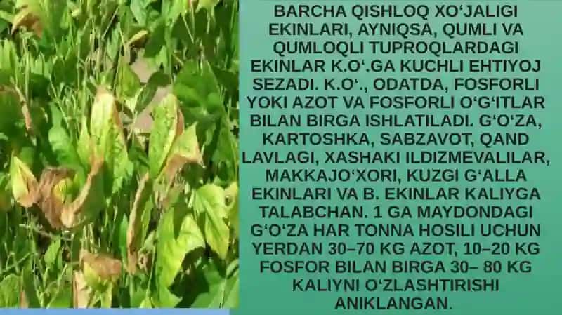 Kaliyli o’g’itlar 4
