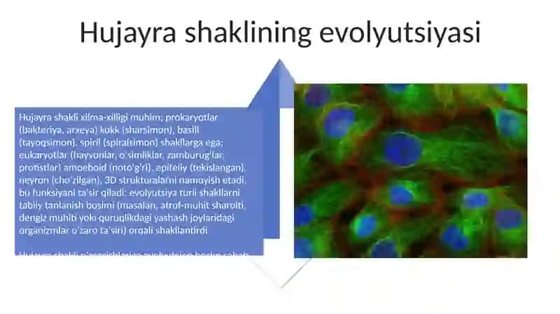 Hujayra shakllari va evolyutsiyasi 4