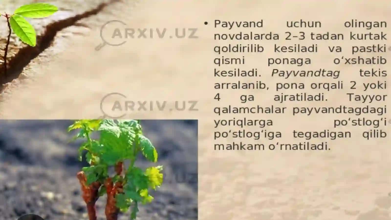 Ekologik komillar. Vegetativ koʻpayish va uning qishloq xoʻjaligida ahamiyati 4