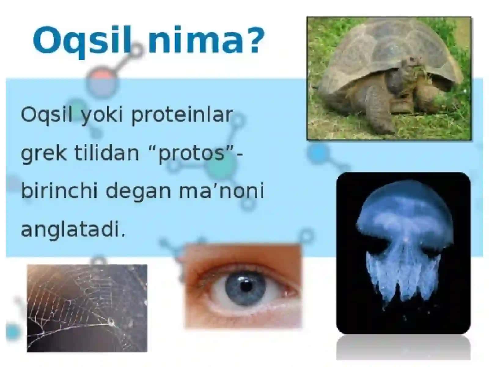 Oziqovqatoqsillari,tuzilishi,tarkibivakatalitikxususiyatlari 4