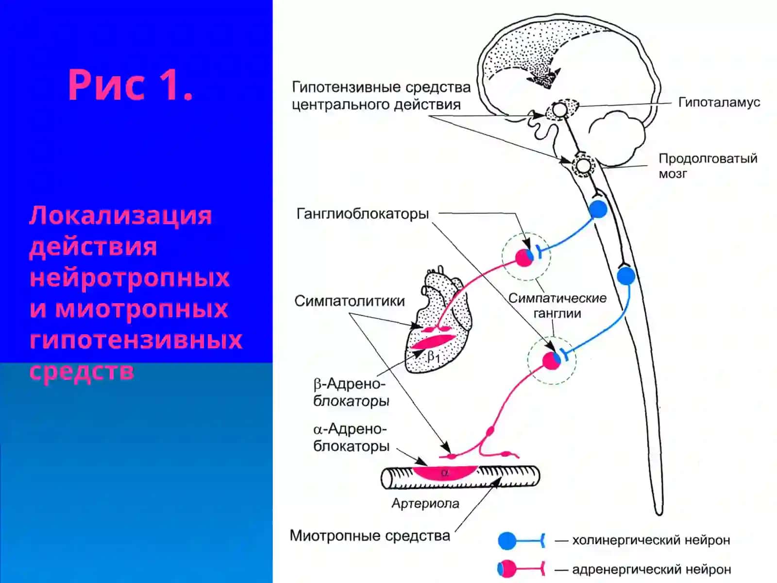 Гипотензивные средства 4