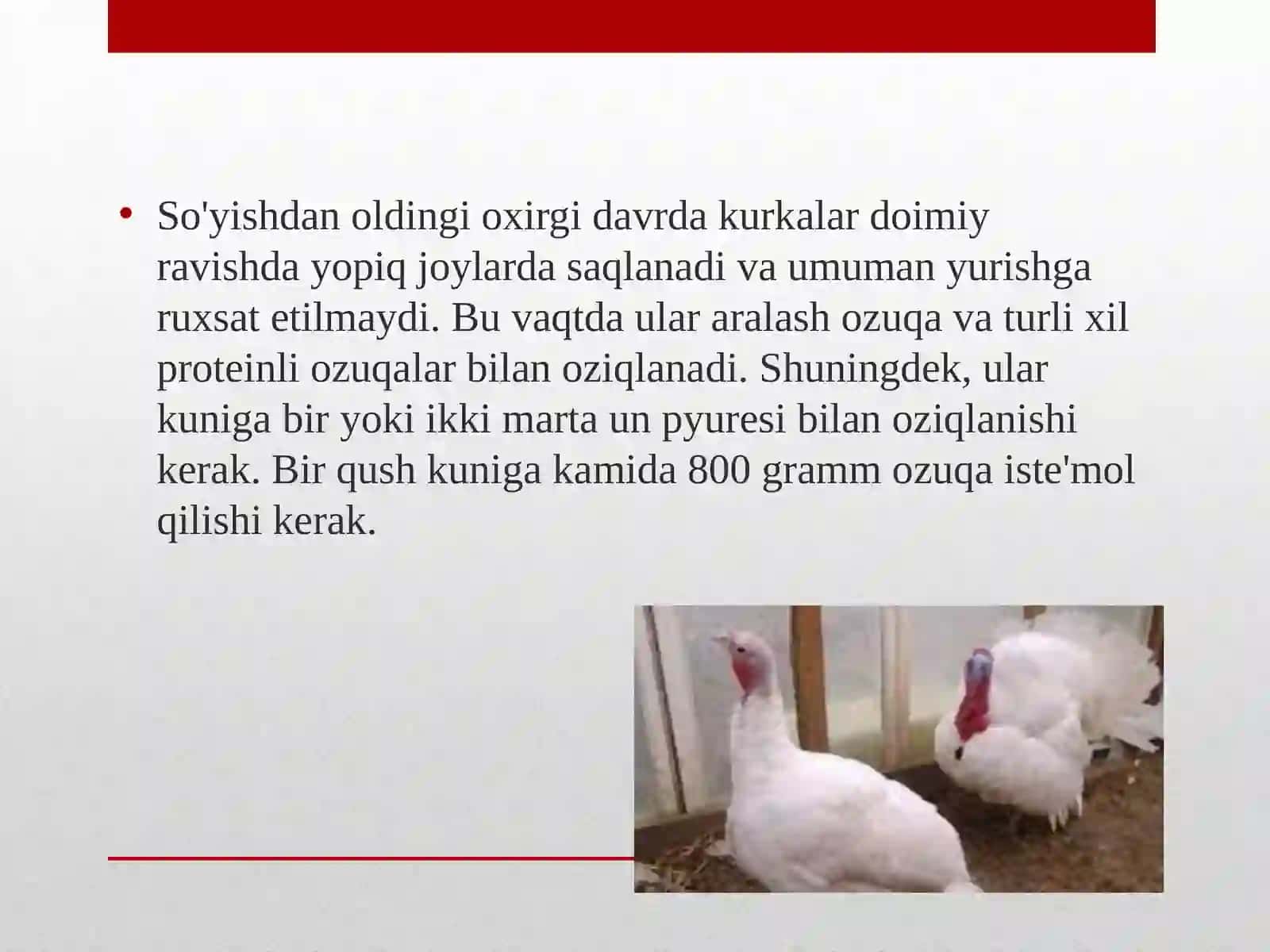 Kurkalarni oziqlantirish texnologiyalari 4