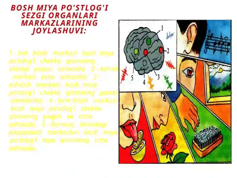 Sezgiorganlariningahamiyativako’rishanalizatori 4
