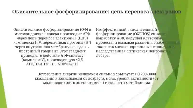 Генерация и потребление энергии в процессе обмена веществ у человека 4