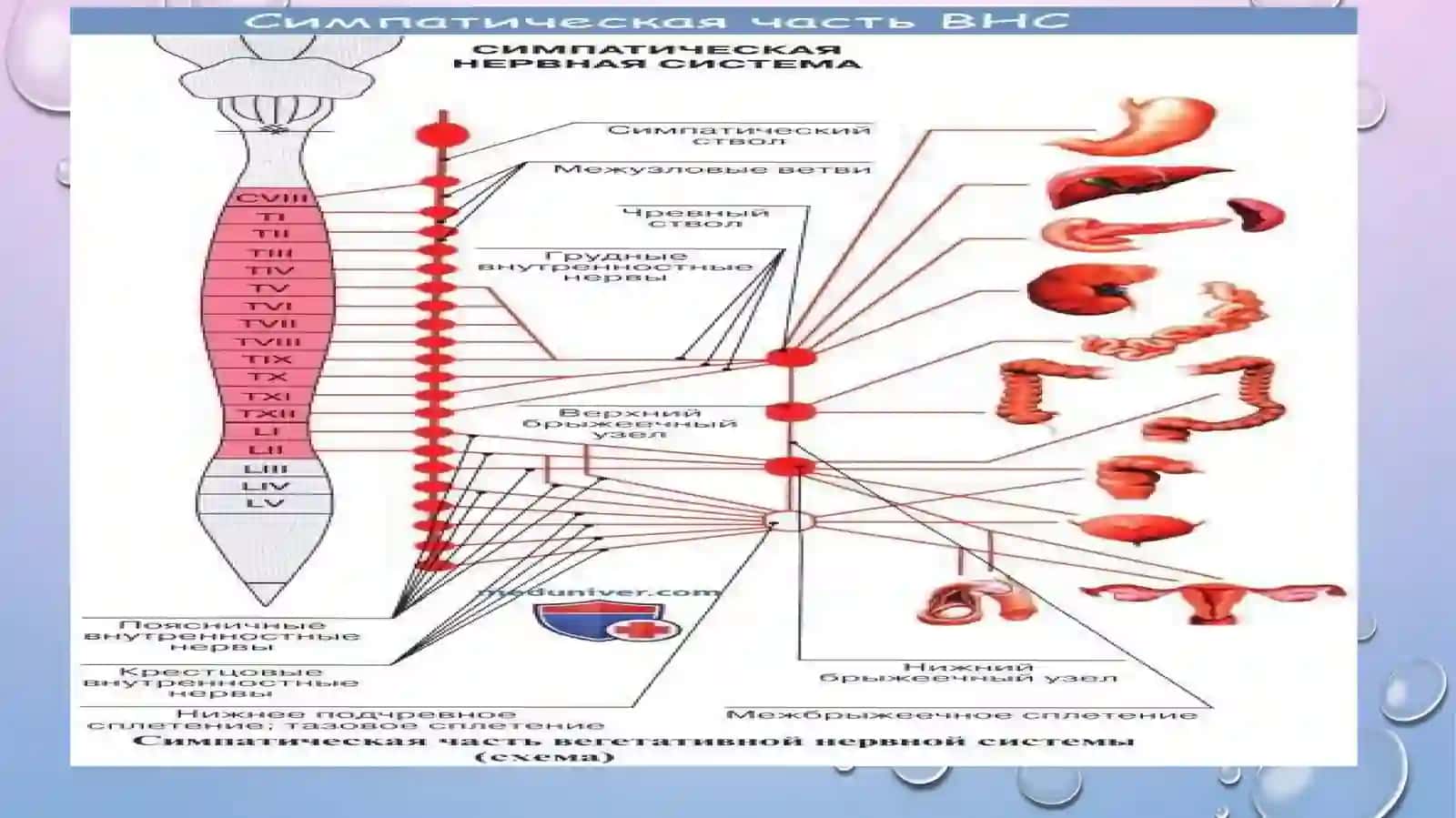vegetative NERV SISTEMASI 4