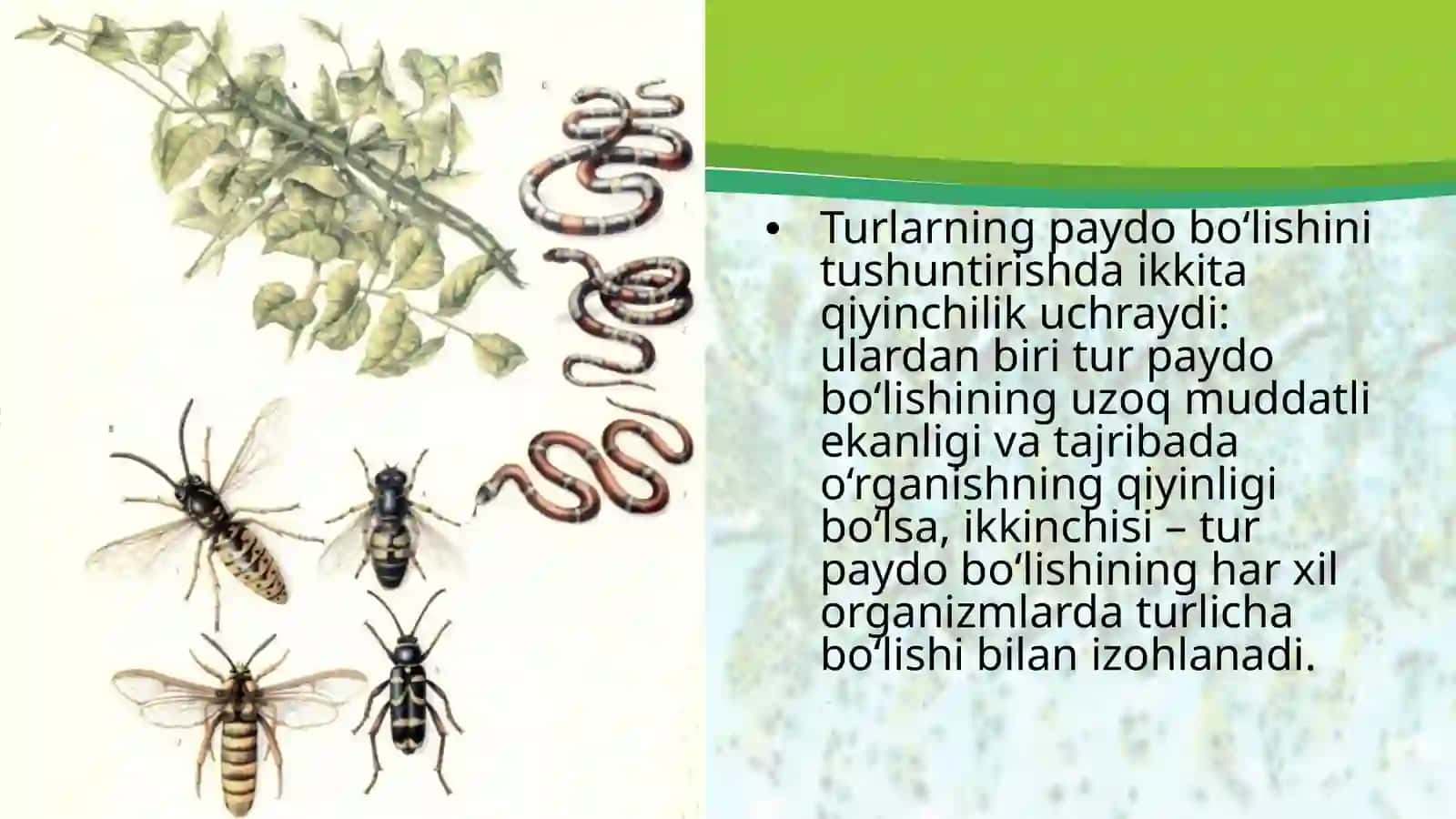 Turlarning paydobo‘lishi 4