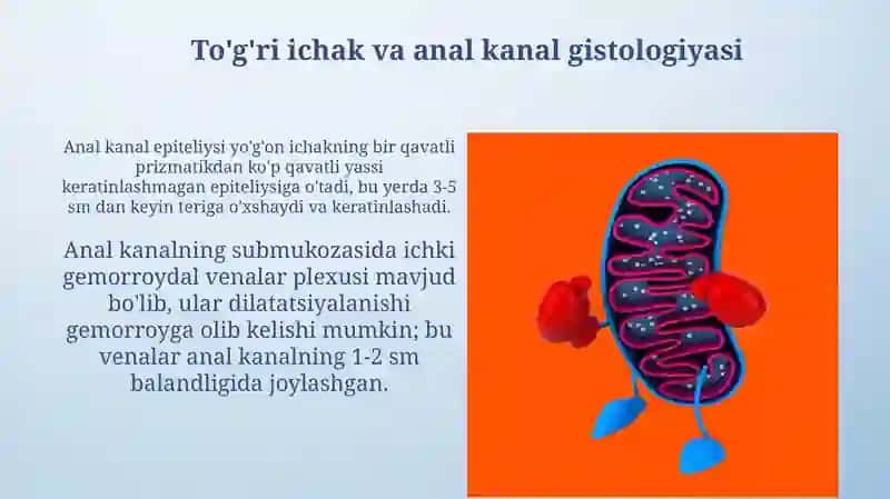 Hazm sistemasi gistalogiyasi 4