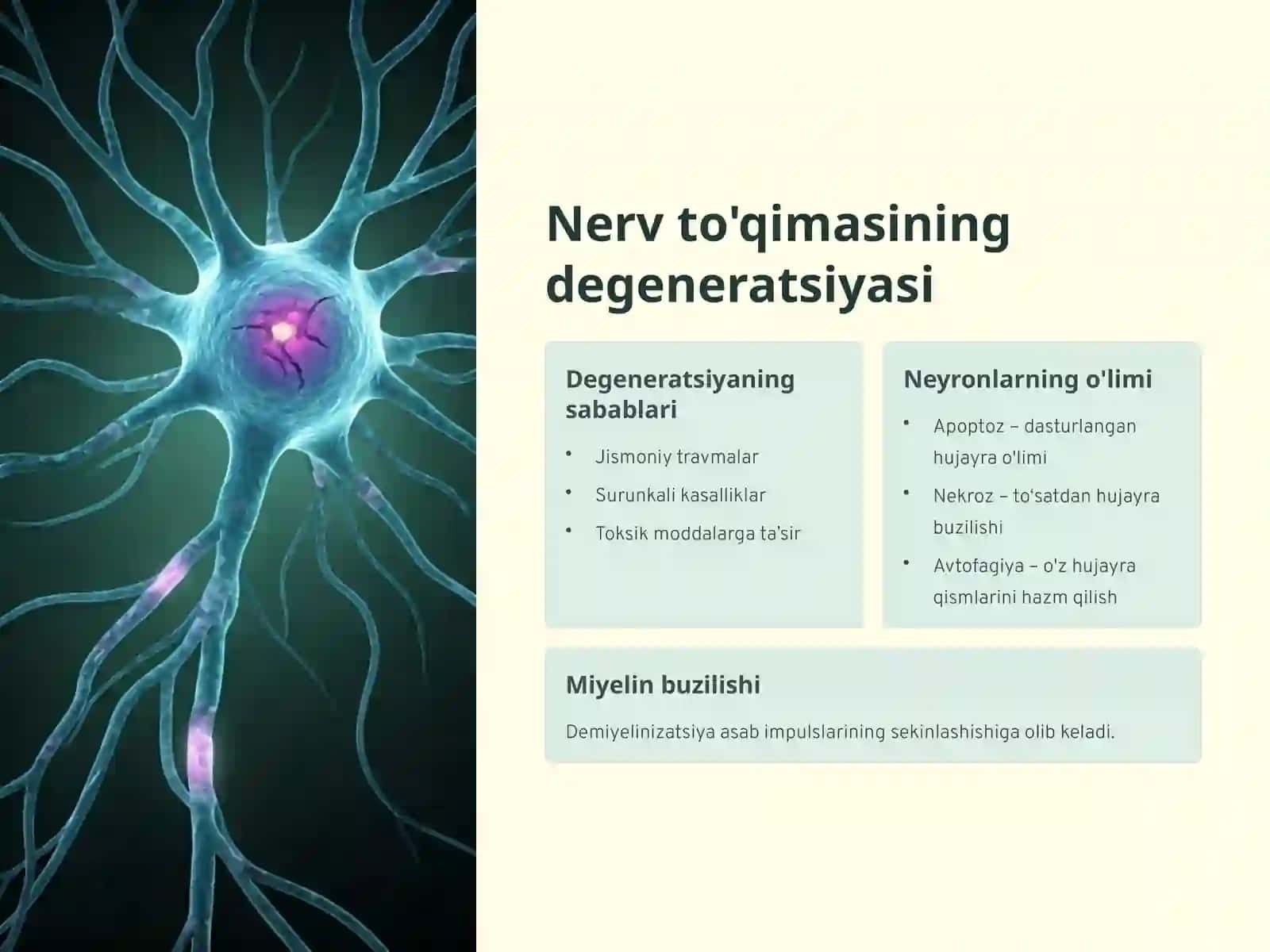 Nerv to'qimasining degeneratsiyasi va regeneratsiyasi mexanizmlari 4