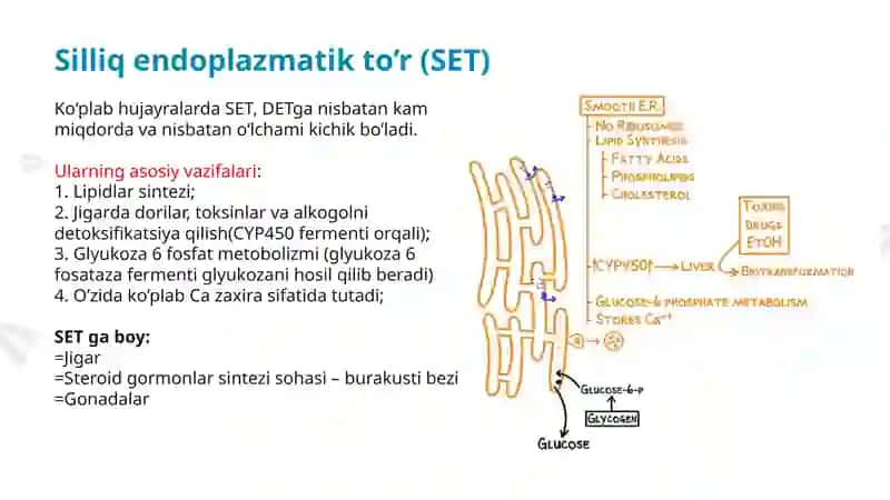 Organoidlar: Endoplazmatik to'r Golji apparati 4