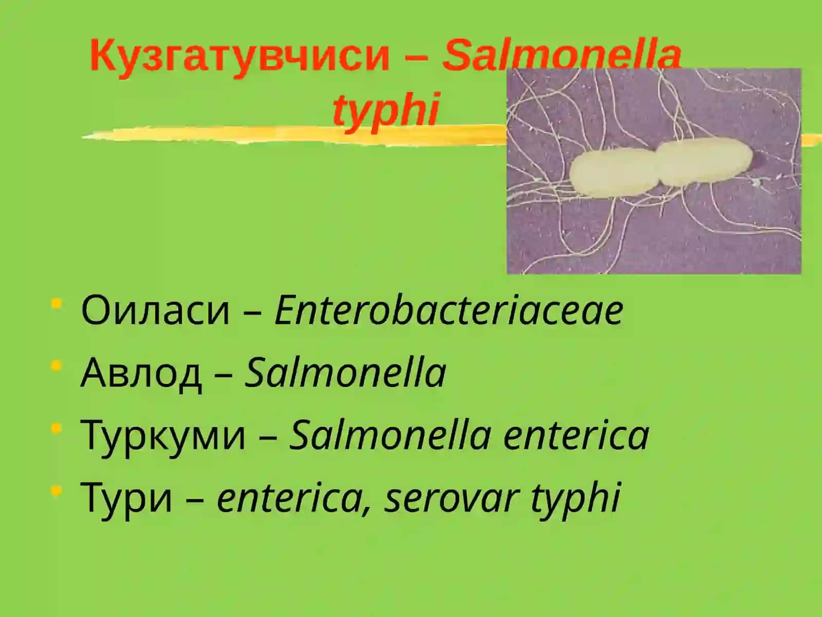 Ичтерлама–қорин тифи (typhus abdominalis) 4