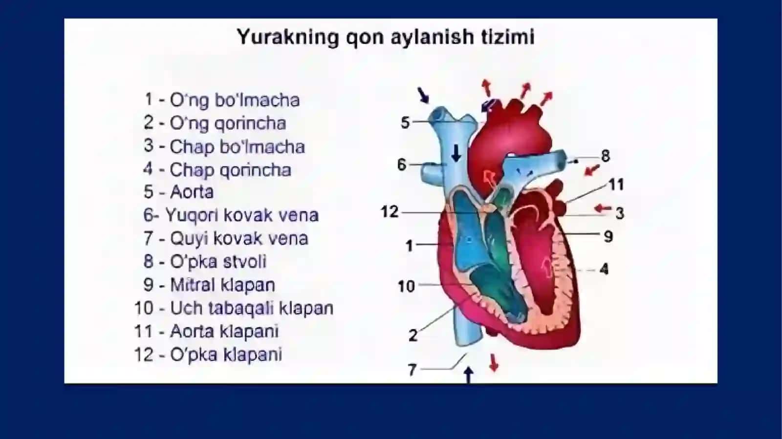 YURAK-QON TOMIRLARFIZIOLOGIYASI 4