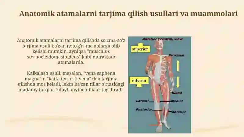 Tibbiyotda lotin tilida anatomik iboralarning tarjimasi va ishlatilishi 4