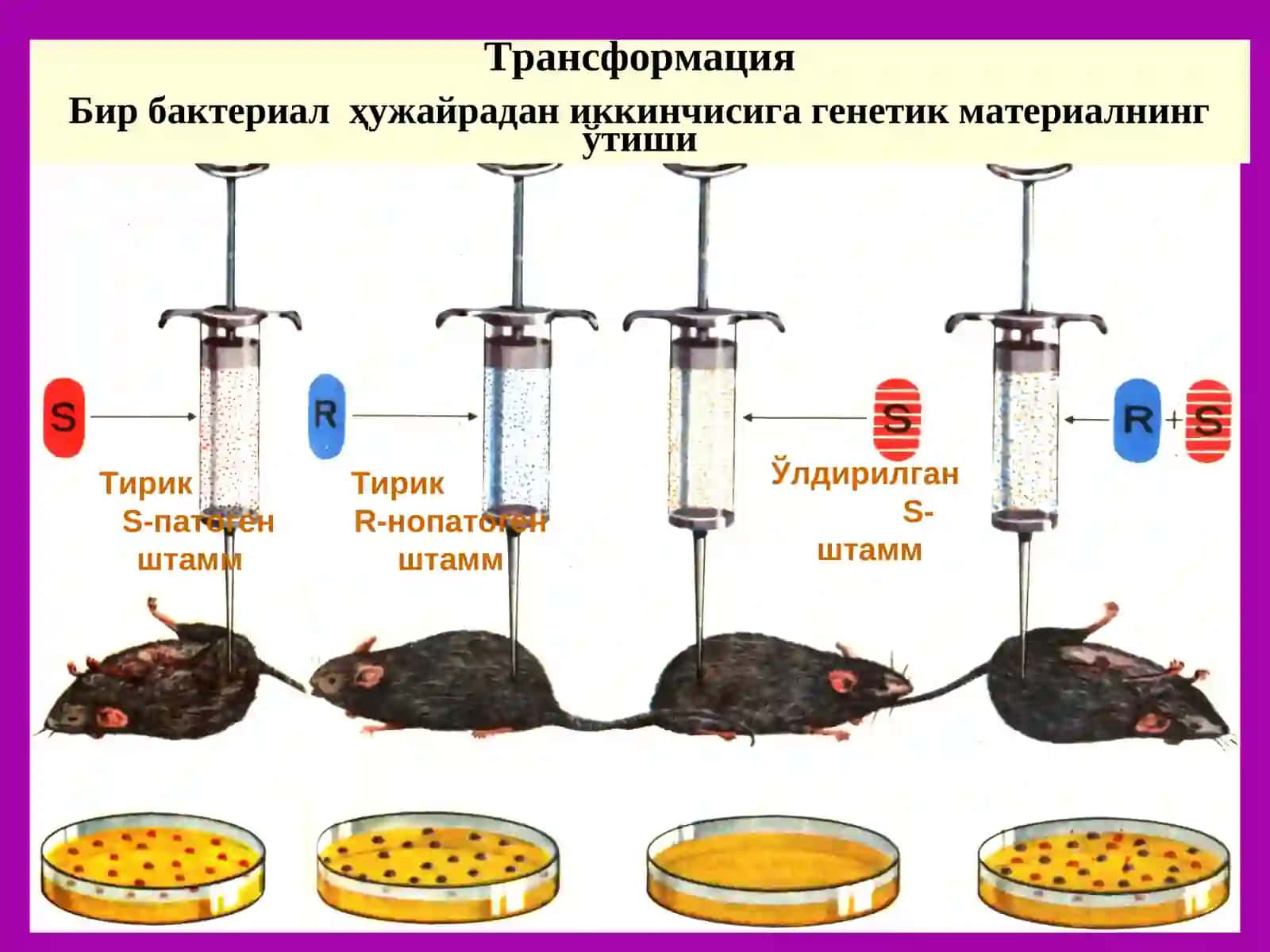 Молекуляр генетика 4