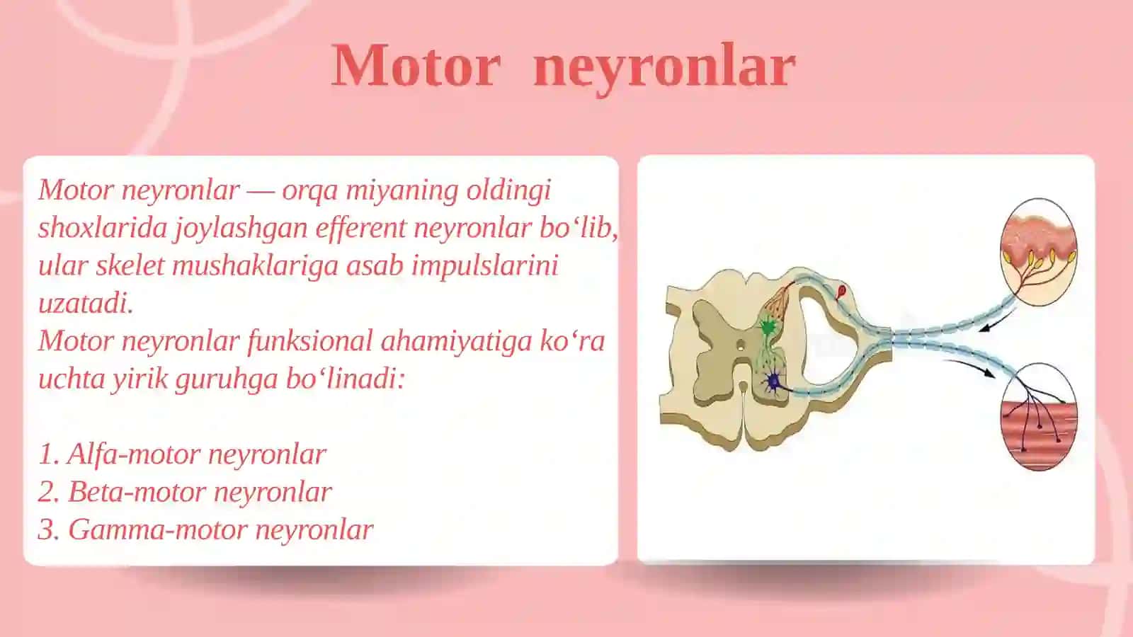Orqa miyaning harakatlantiruvchi neyronlarining turlari, ularning morfofunksional xususiyatlari 4