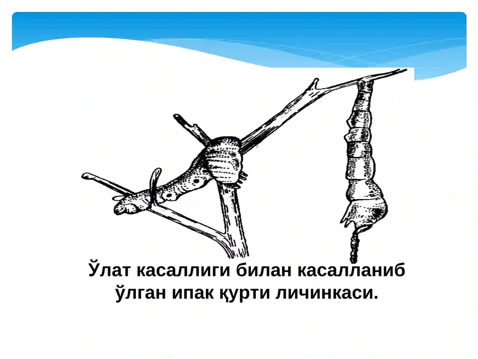 Ипак қурти касалликлари, зараркунандалари ва уларга қарши курашишни замонавий усуллари 4