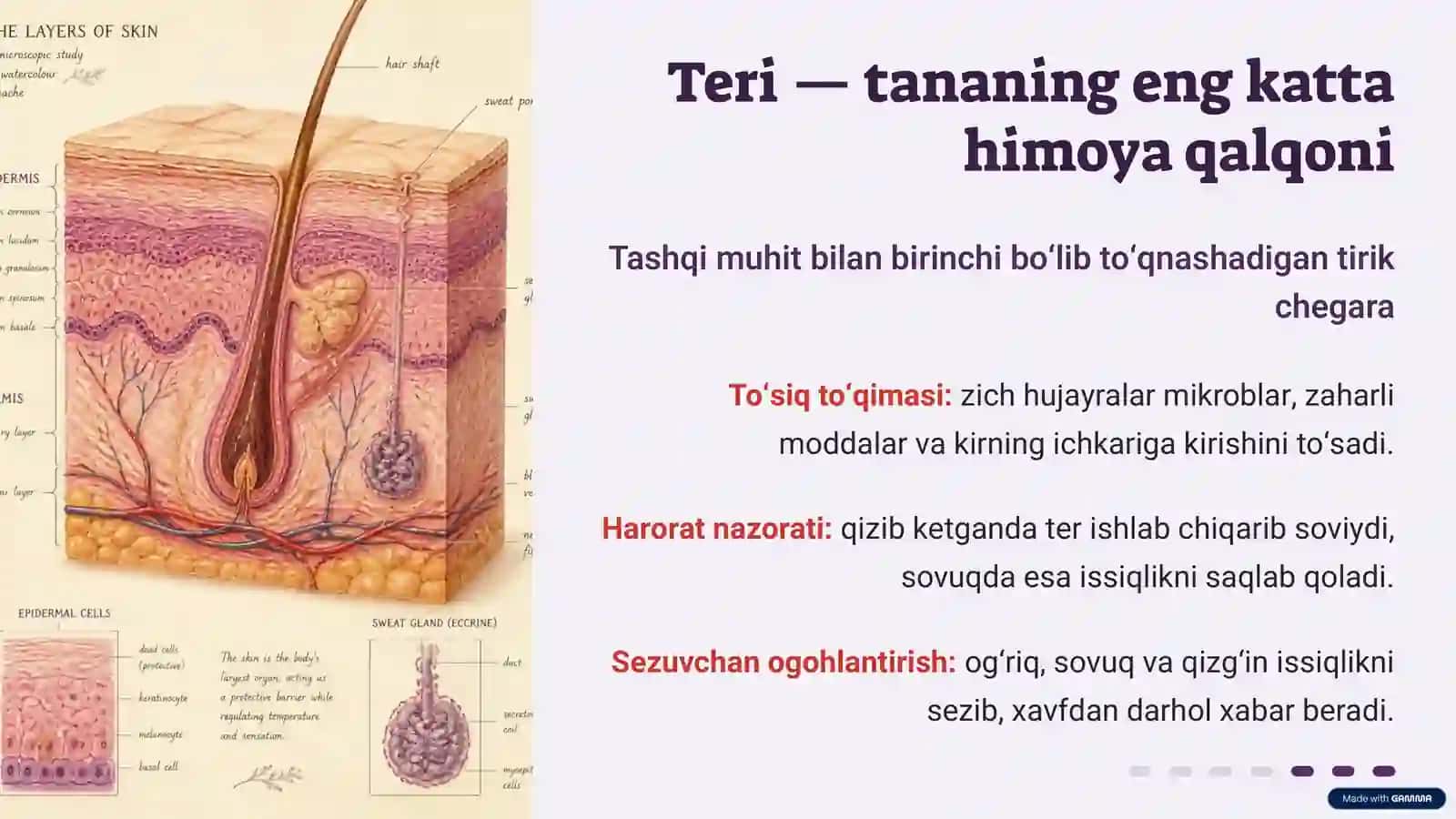 Tanamiz o‘zini qanday himoya qiladi 4