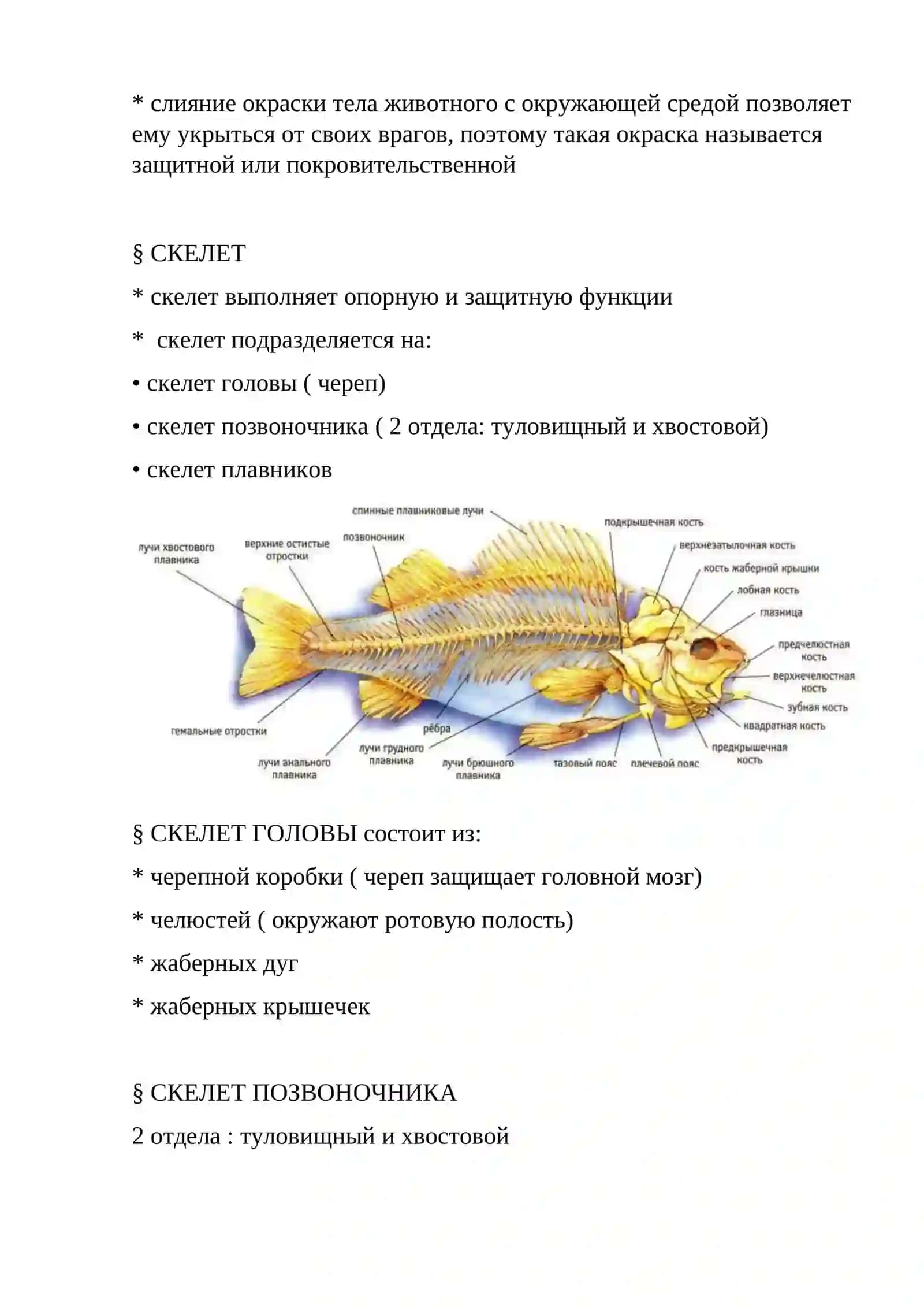 Сазан 4