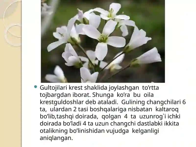 Karamdoshlar oilasi turlari va ularning qishloq xoʻjaligidagi ahamiyati 4