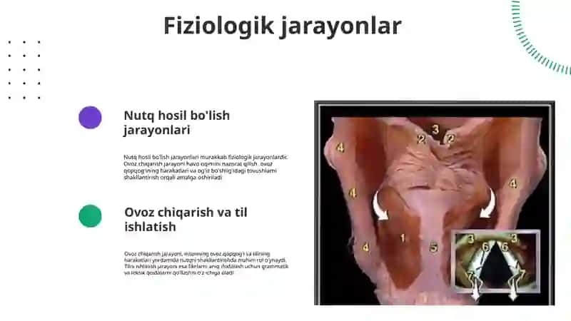 Nutqning anatomik fiziologik asoslari, nutqning oʻsishi va turlari 4