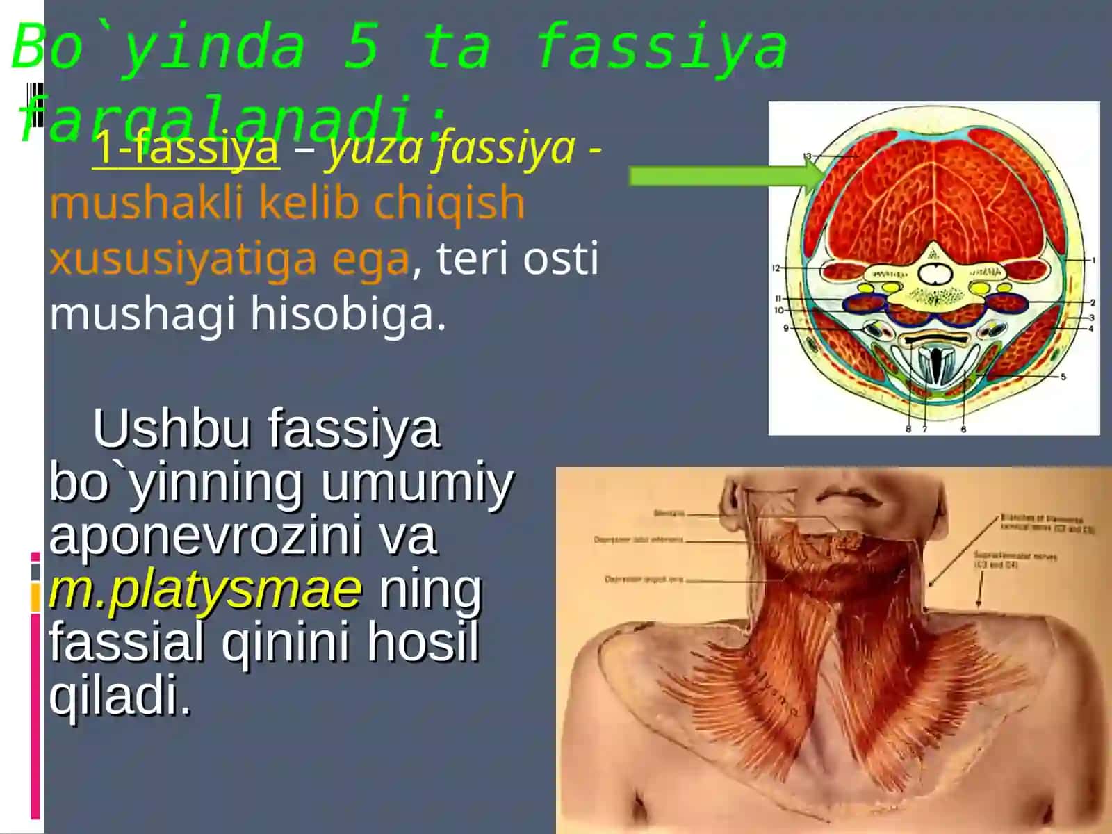 BO`YINSOHASINING KLINIK ANATOMIYASIVAОPERATIVJARROHLIKТEXNOLOGIYASI 4
