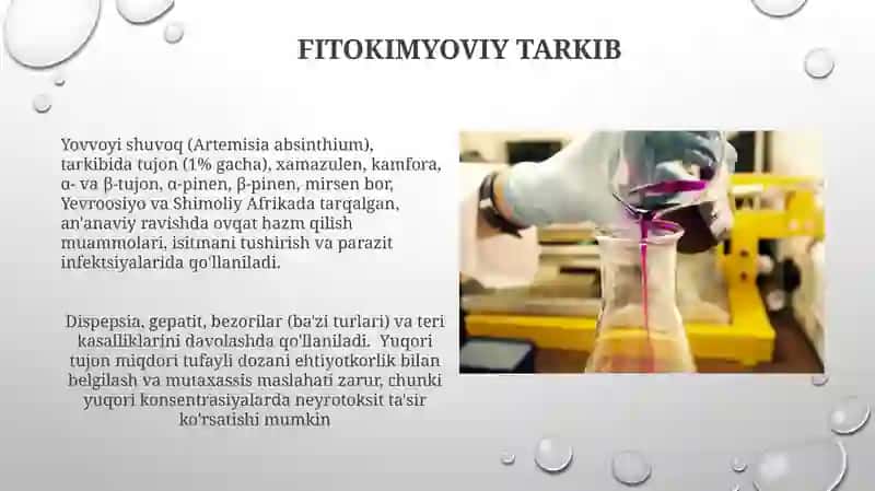 Shuvoq o'ti (Artemisia absinthium) turining bioekologik va dorivorlik xususiyatlari 4