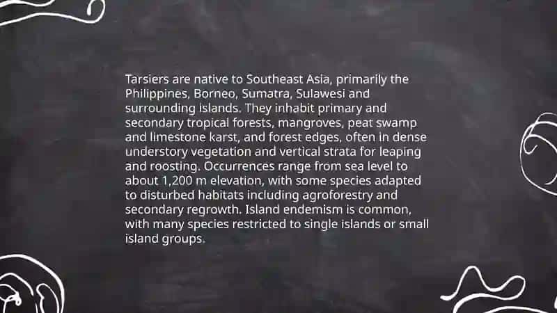 About tarsiers 4