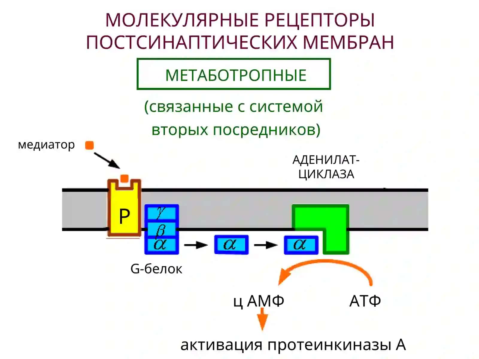 НЕЙРОМЕДИАТОРЫ 4