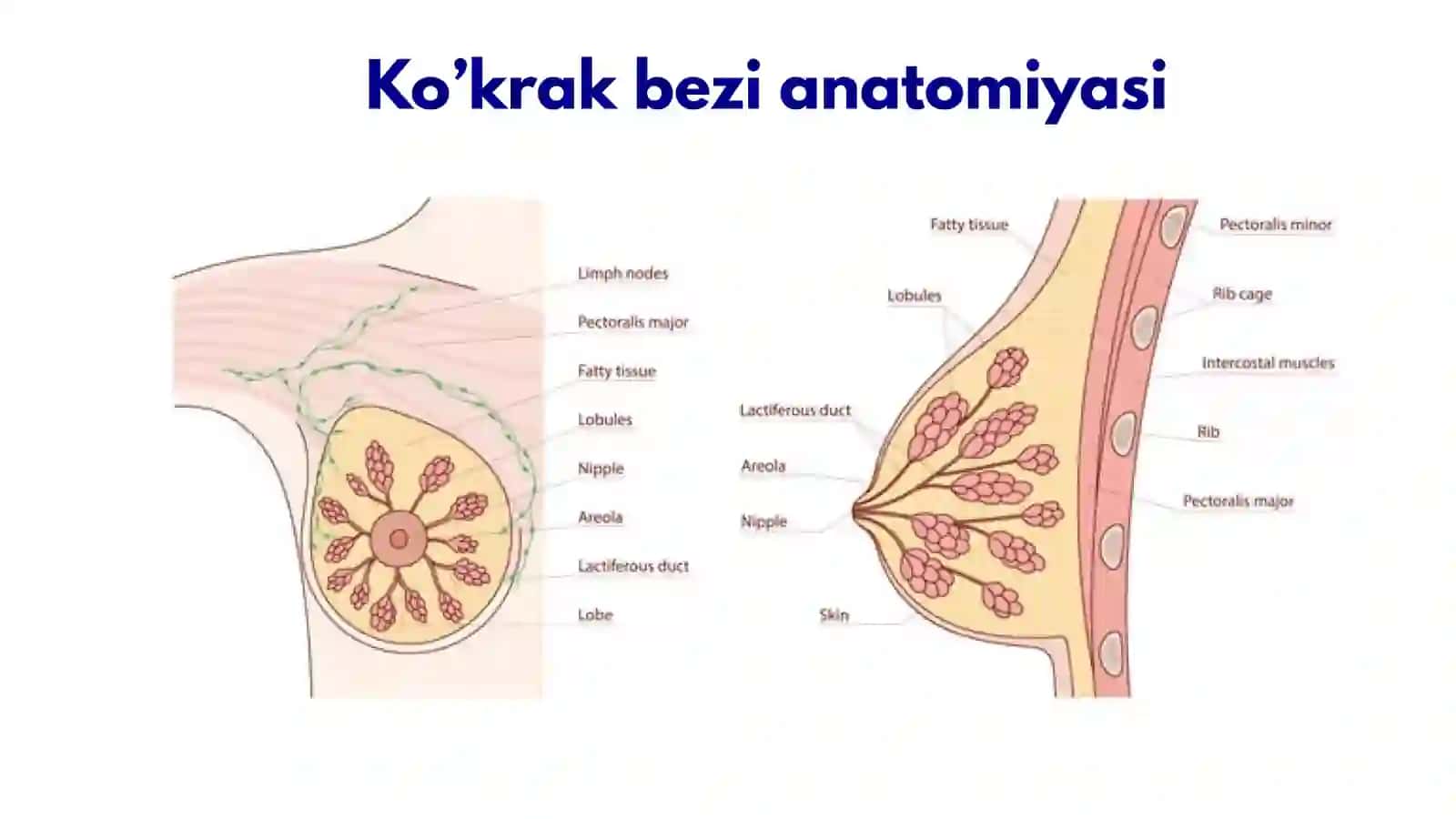 Ko'krak bezi saratoni skrining samaradorligi 4