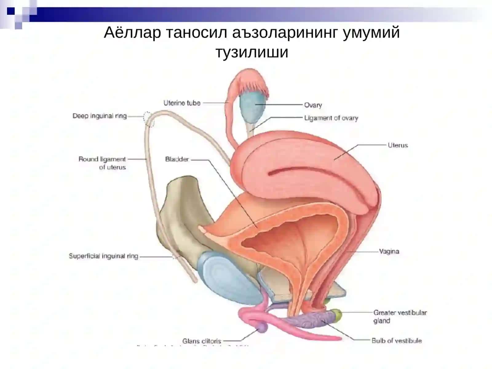 Аёллар жинсий аъзолари. Сут бези 4