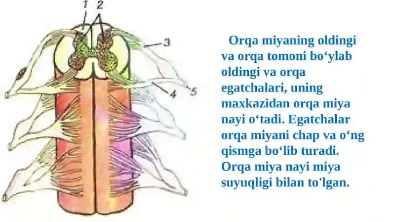 Orqamiya 4