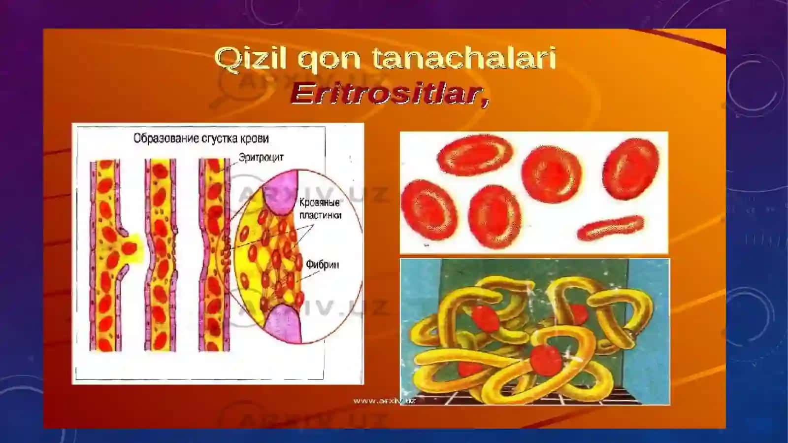 ERITROSITLAR 4
