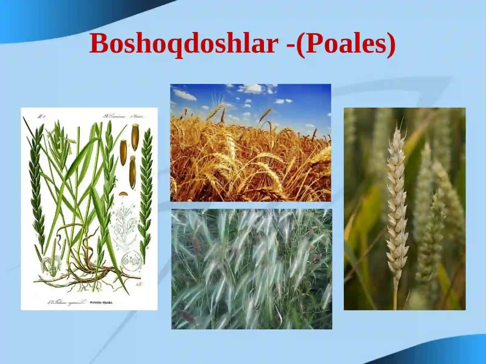 Bug'doydoshlar (boshoqdoshlar) (roaseaye) (gramineae) oilasi 4