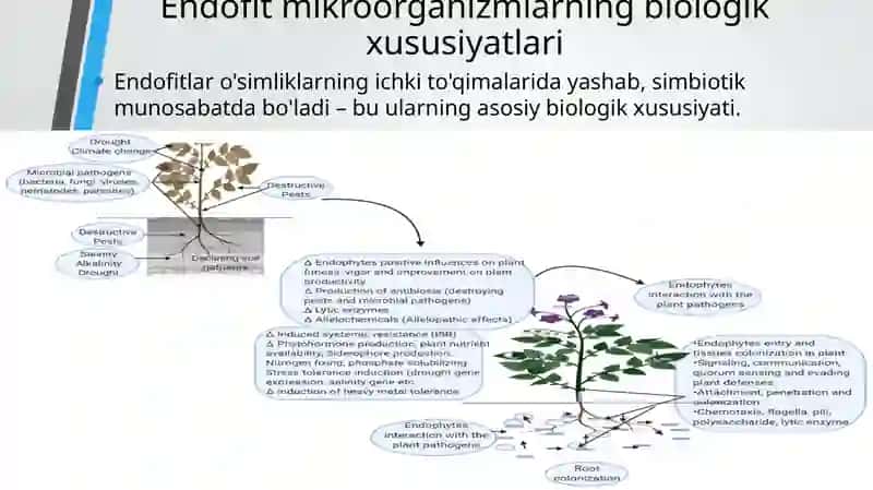 Endofit mikrorganizimlarni ajratib olish va ularni ahamiyati 4