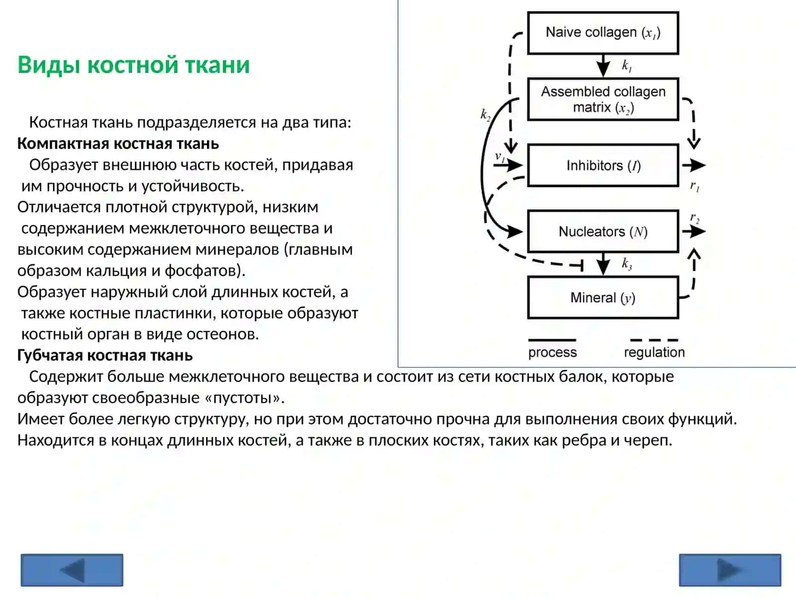 Минерализация костной ткани, ее регуляция и нарушения. Регенерация и трансплантация гипсовых тканей. Факторы, влияющие на рост костей 4