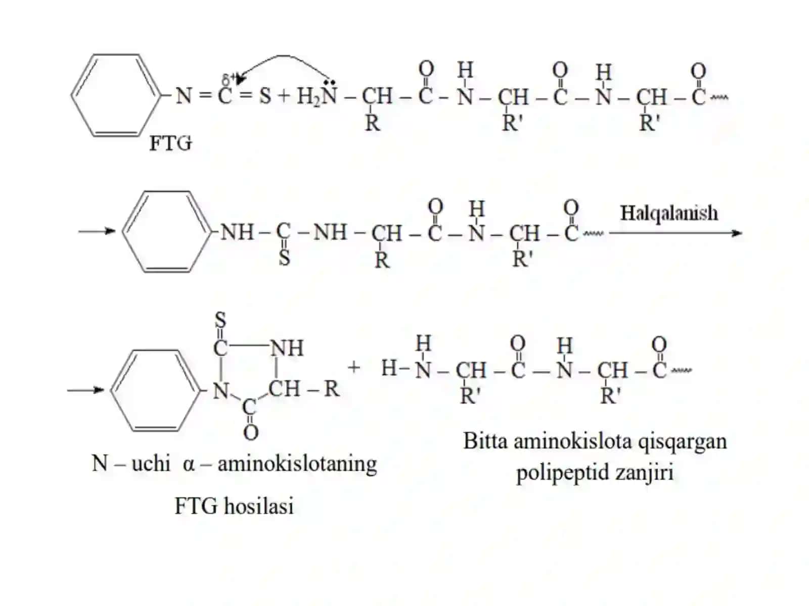 Polipeptidzanjiritarkibinianiqlashusullari.Polipeptidtoksinlar 4