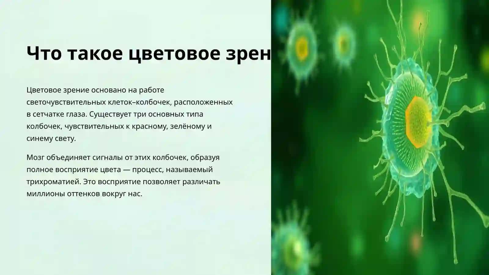 Дальтонизм и другие нарушения цветовосприятия 4