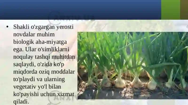 SHAKLI O‘ZGARGAN NOVDALAR 4