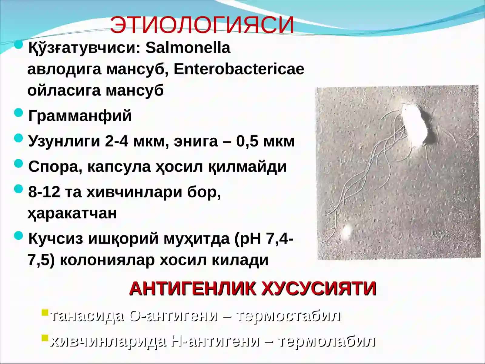 САЛЬМОНЕЛЛЁЗЛАР 4