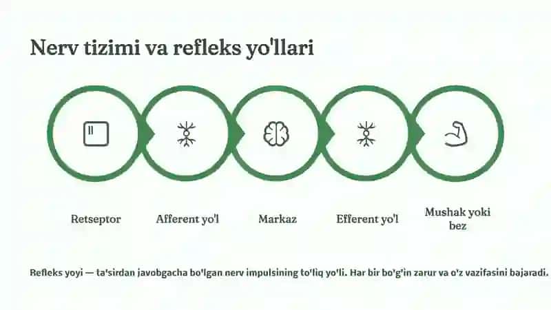 Oliy nerv faoliyati, shartli va shartsiz reflekslar 4