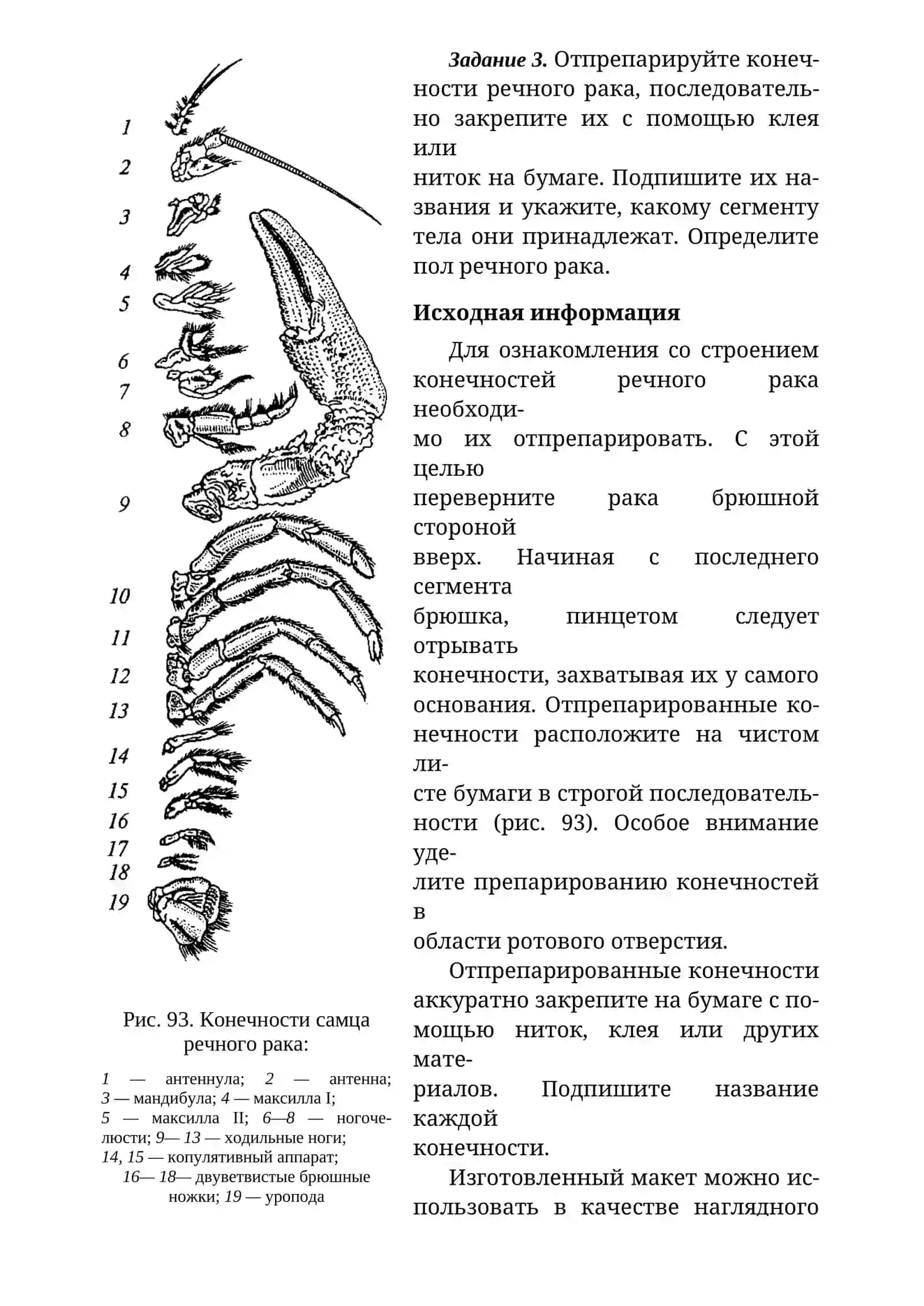 Внешнее строение ракообразных 4