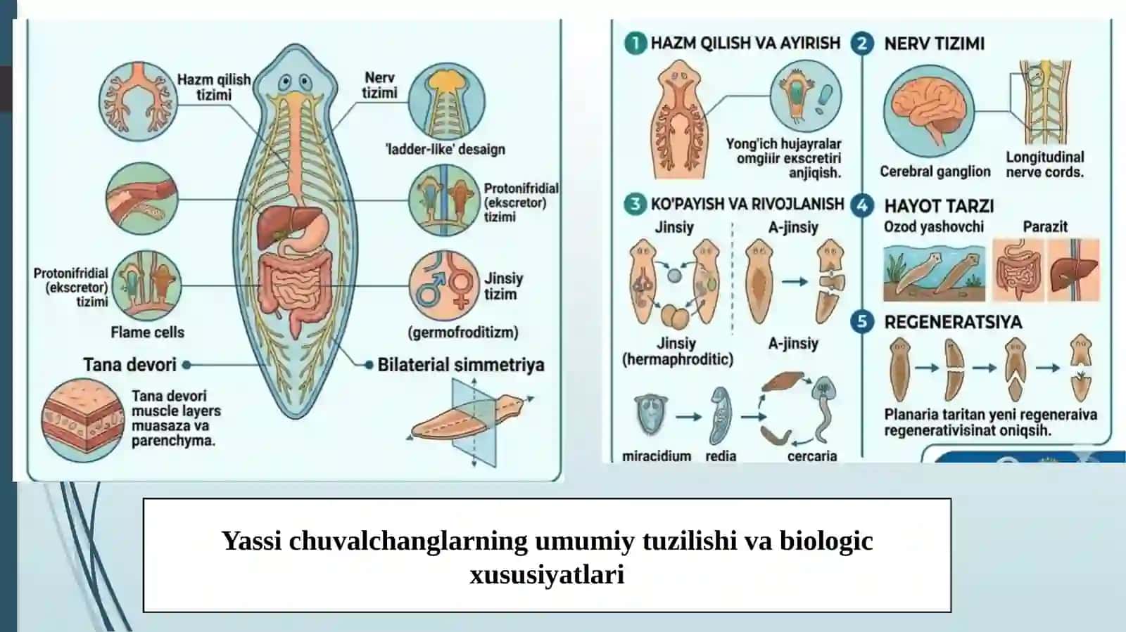 Tibbiyotgelmintologiyasi.Yassichuvalchanglartipi (PLATHELMINTHES) 4