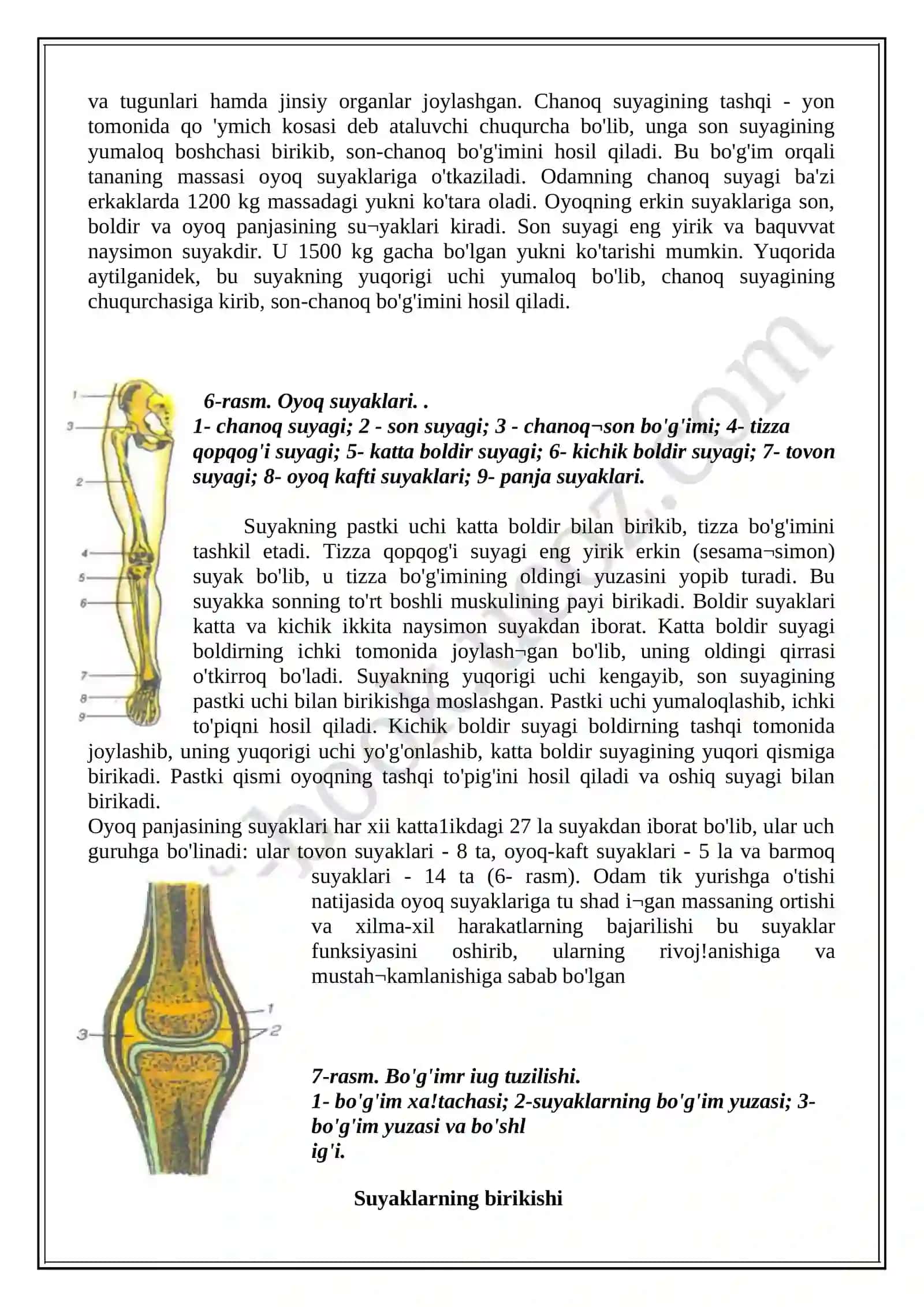 Tayanch-harakatlanish sistemasining tuzilishi. Suyak sistemasi. Odam skeleti 4
