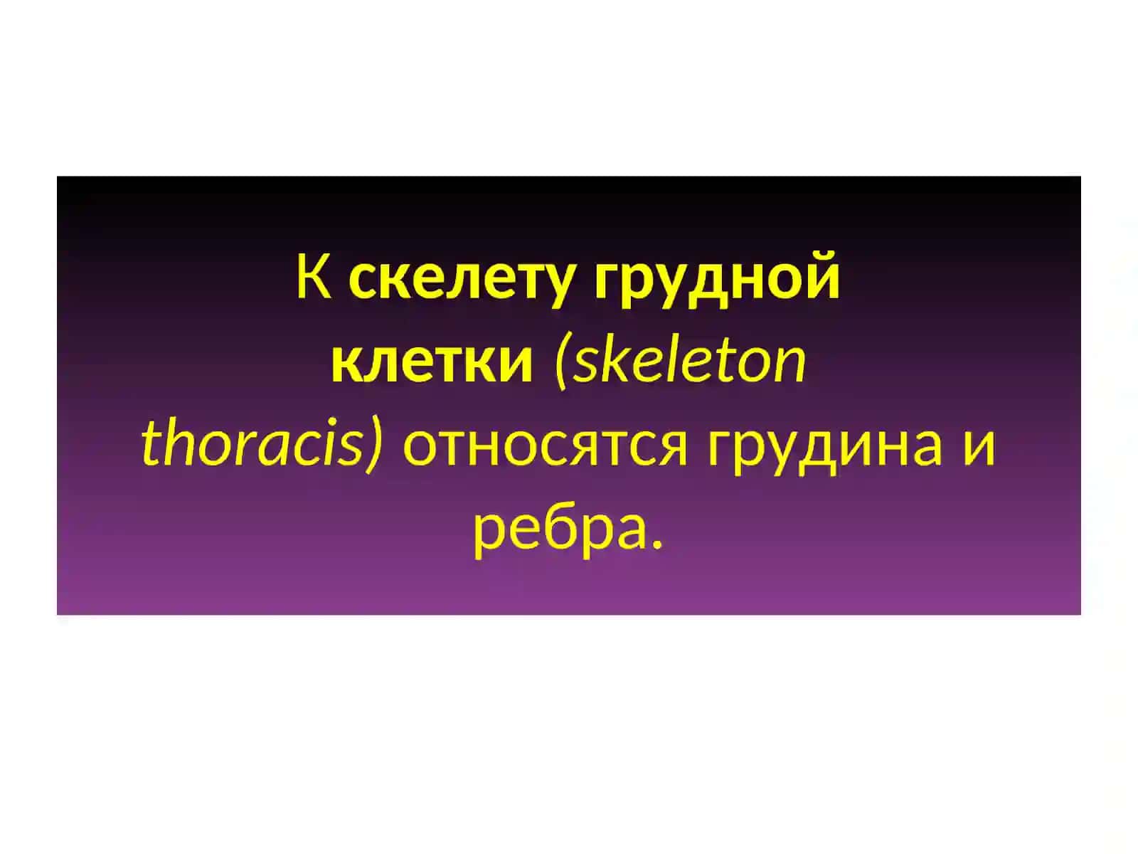 Скелет грудной клетки 4