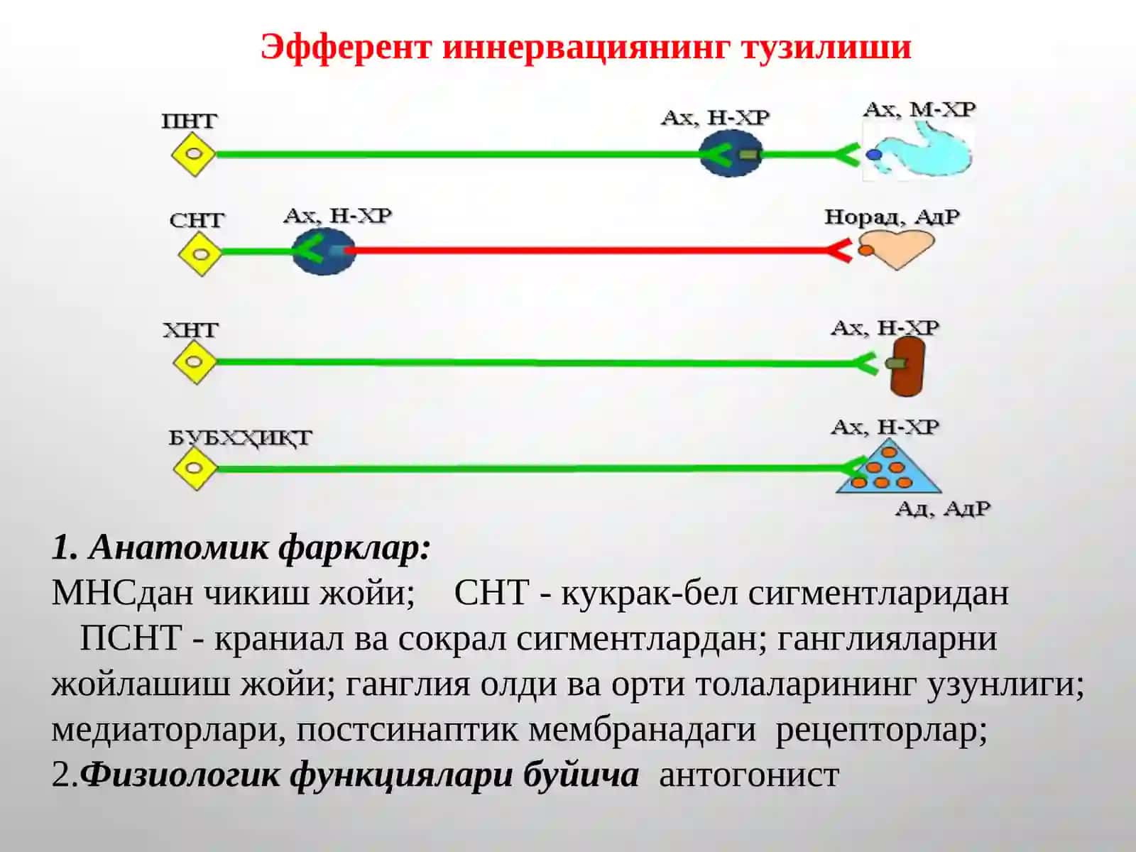 ХОЛИНОРЕЦЕПТОРЛАРГА ТАЪСИР ЭТУВЧИ ВОСИТАЛАР 4