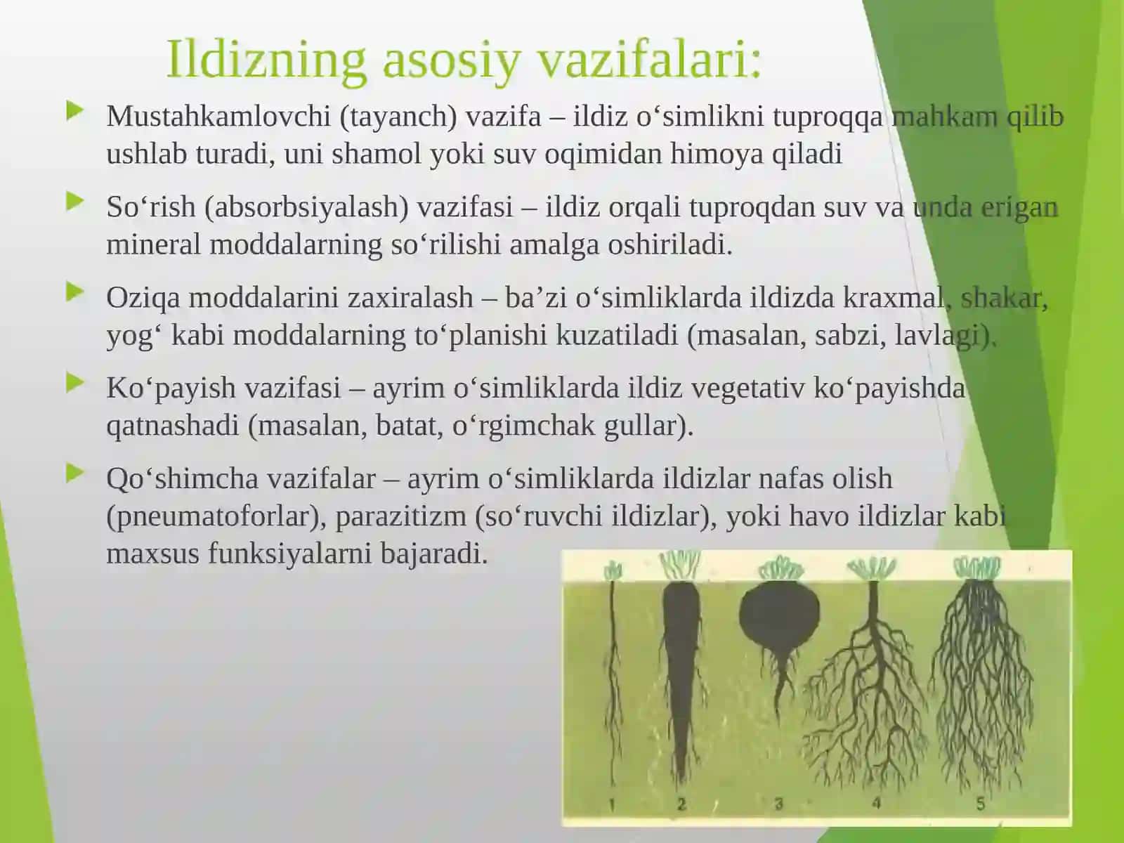 Ildizlarning tuzilishi 4