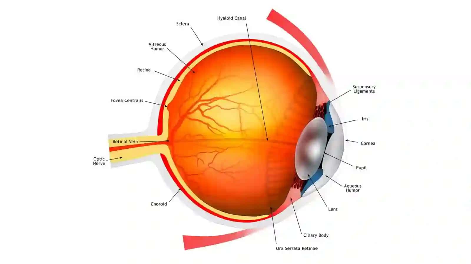 Koʻrish Analizatori 4