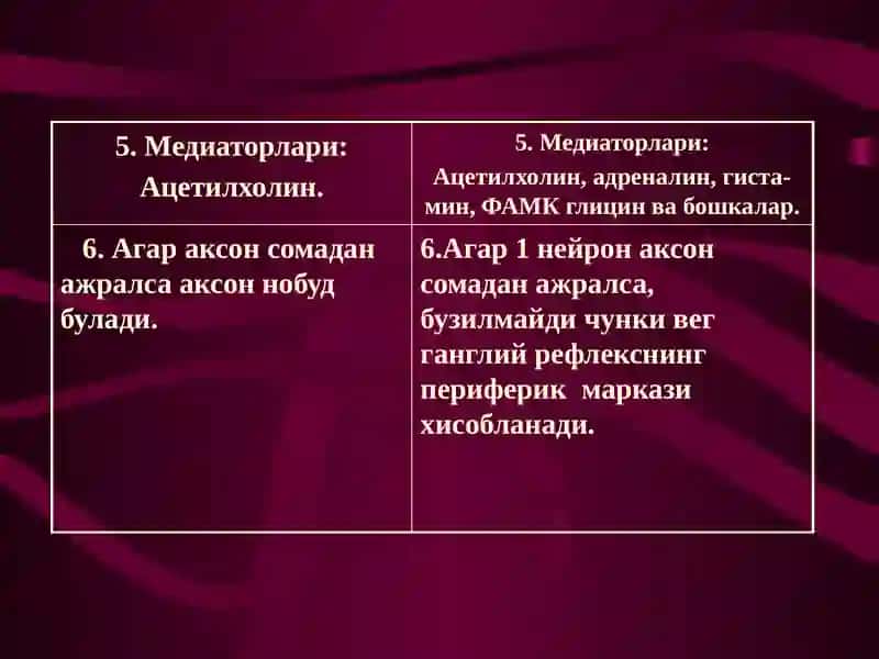 Соматик ва вегетатив нерв тизимининг солиштирма характеристикаси 4