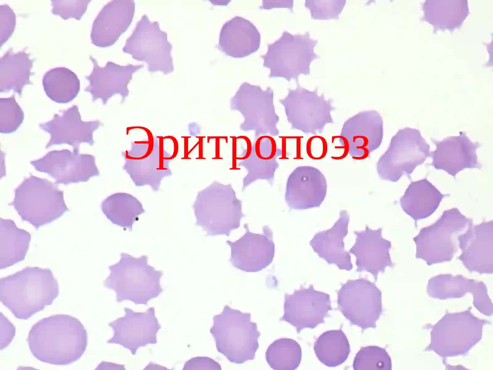 Гематология анализаторлари 4