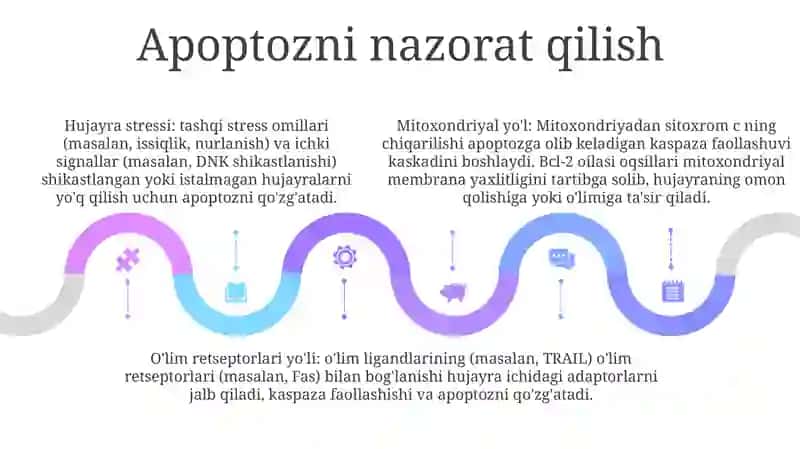 Hujayra Apoptozi Va Uning Biologik Ahamiyati Jarayonlarining Boshqariluvi 4