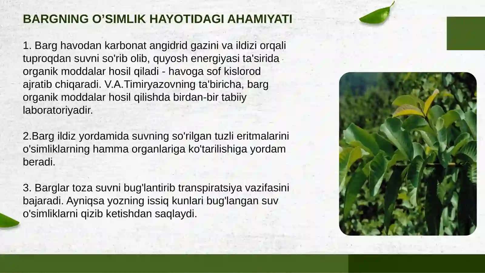 BARG MORFOLOGIYASI. BARGNING ANATOMIK TUZILISHI. SHAKLI O'ZGARGAN BARGLAR 4